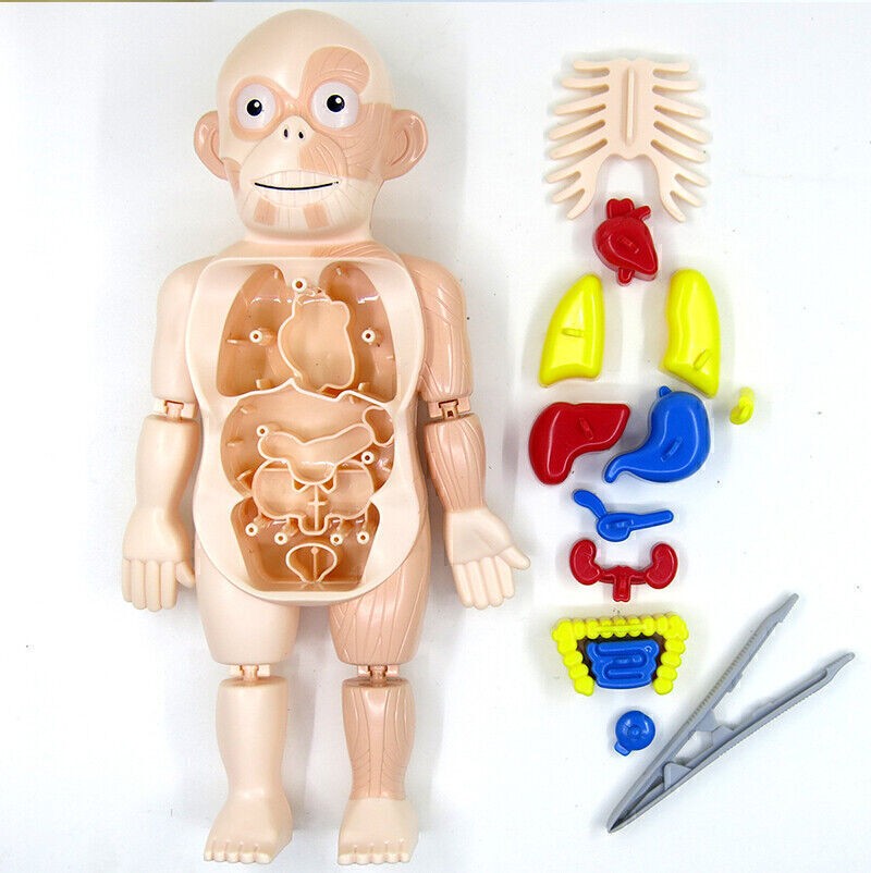3D Puzzle Human Body Anatomy Model Learning Organ Assembled Toy Body Organ