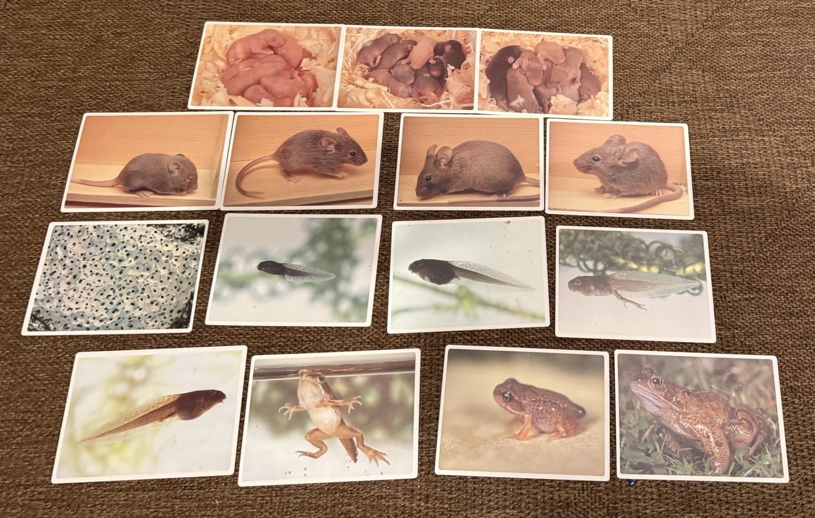 Life Sequence Cards; Mouse And Frog. Only Bottom Box No Top