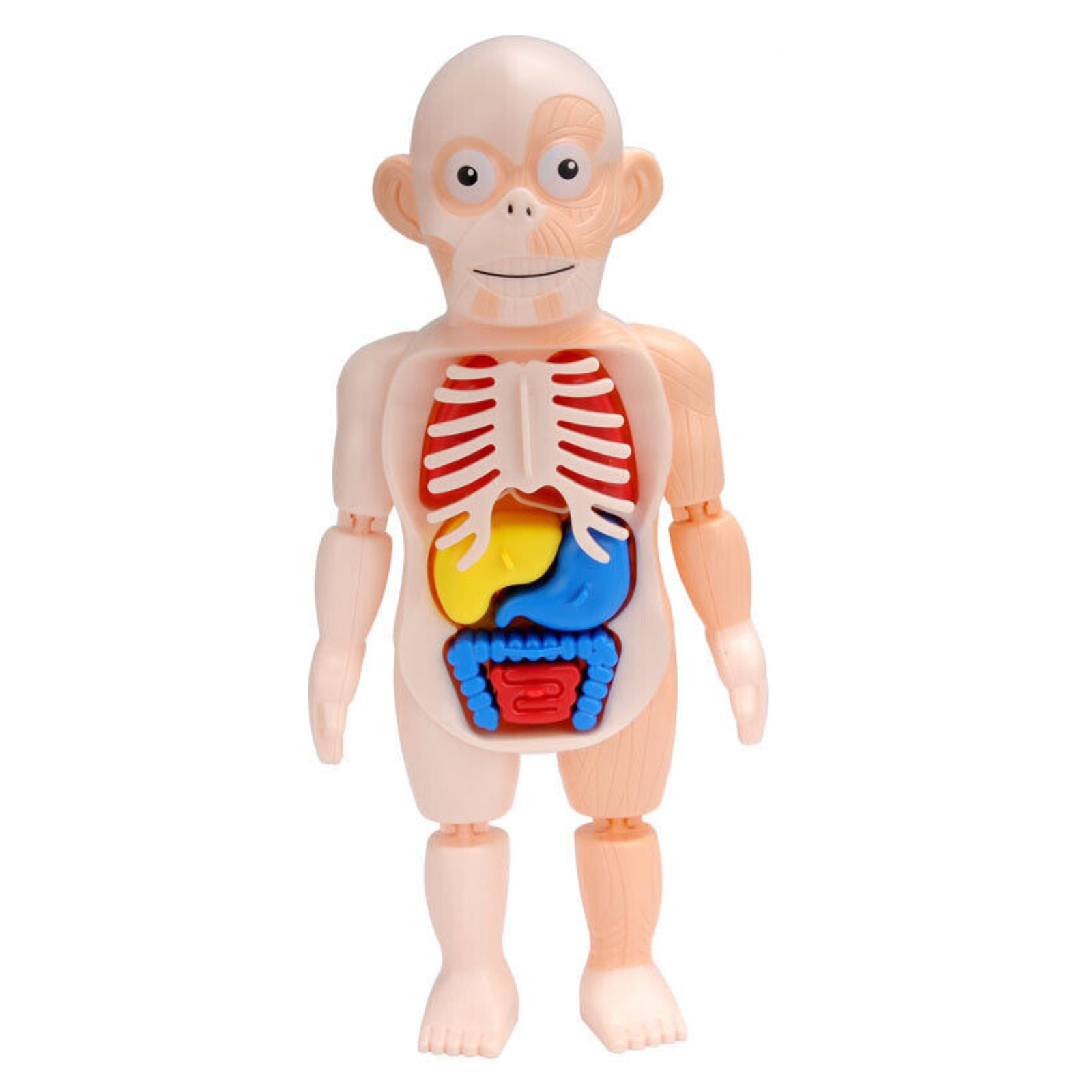 3D Puzzle Human Body Anatomy Model Learning Organ Assembled Toy Body Organ
