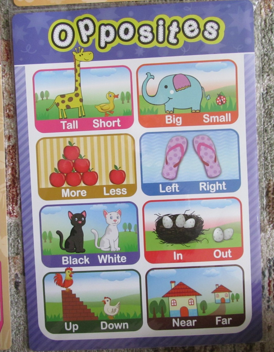 Preschool Educational Learning 11″ x 15.75″ Laminated Poster – Animals + More