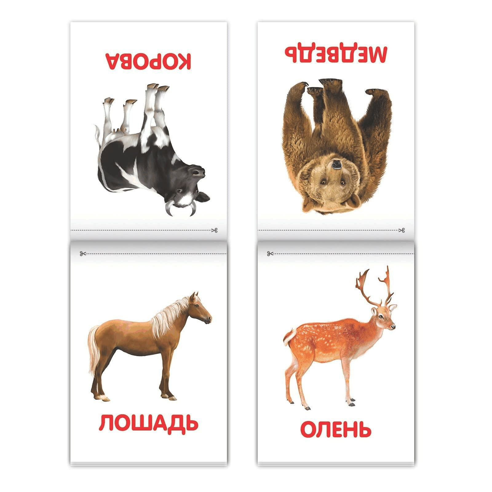 Doman Method Russian Flashcard Book Set for Learning Set 8 Topics from Farm
