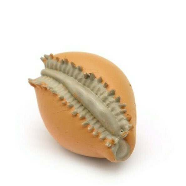 Plastic Cowrie Cowry Shell 1 1/2 inches long – F1791 B145