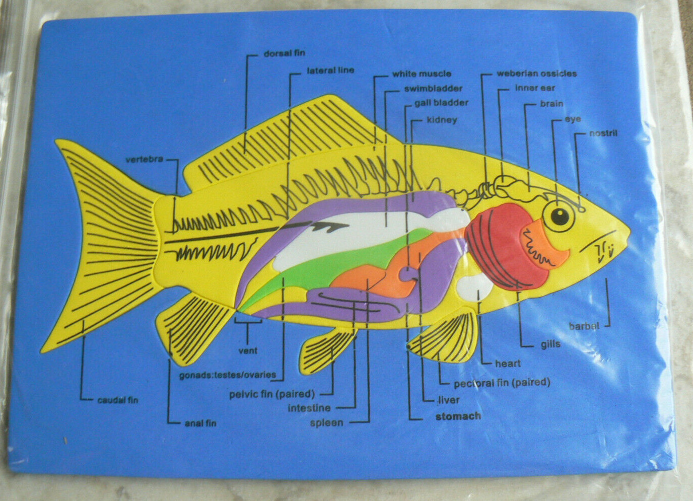 10″x7.5″ Parts of a Fish-Puzzle, Science, labeled, foam frame&pieces 1/4″ thick
