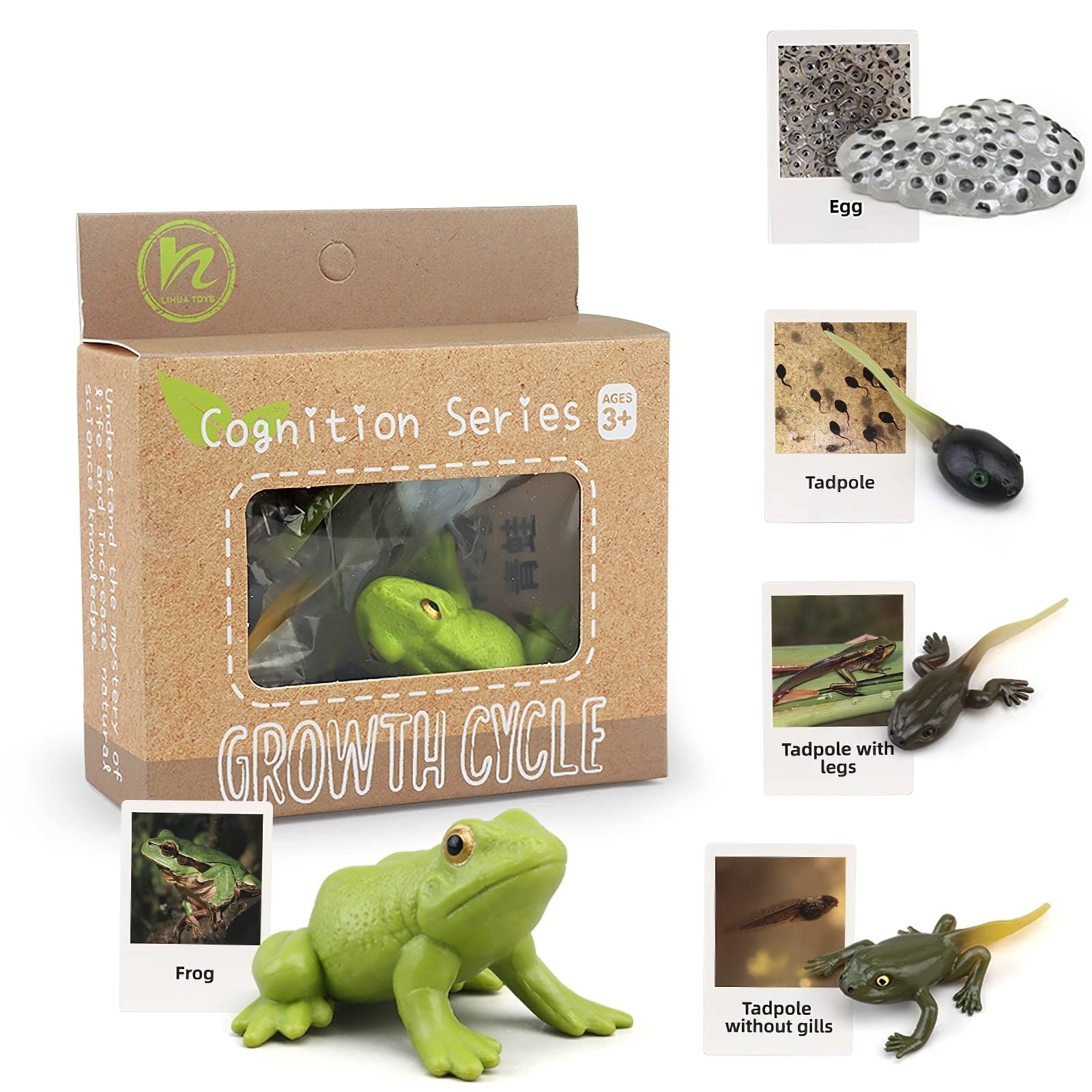 MIKNEKE Montessori Frog Life Cycle with Flash Cards, Plastic Insects Tadpole to