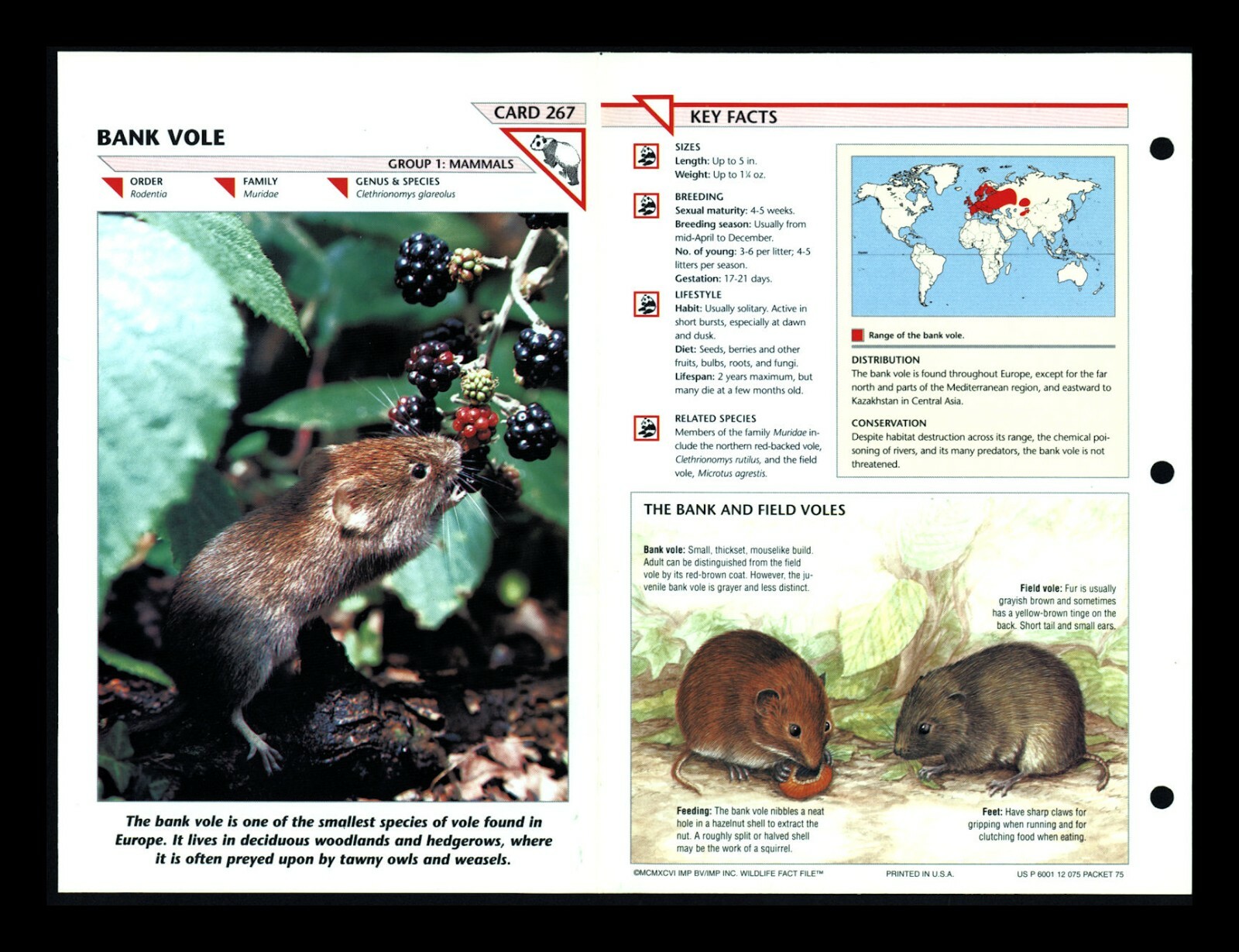 Bank Vole Wildlife Fact File Mammal Animal Card Home School Study 1.267