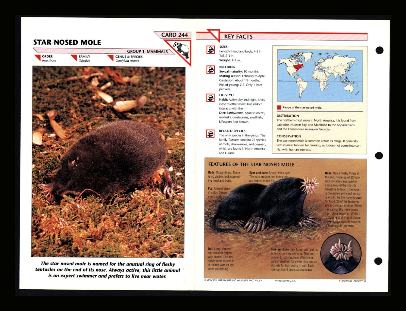 Star Nosed Mole Wildlife Fact File Mammal Animal Card Home School Study 1.244