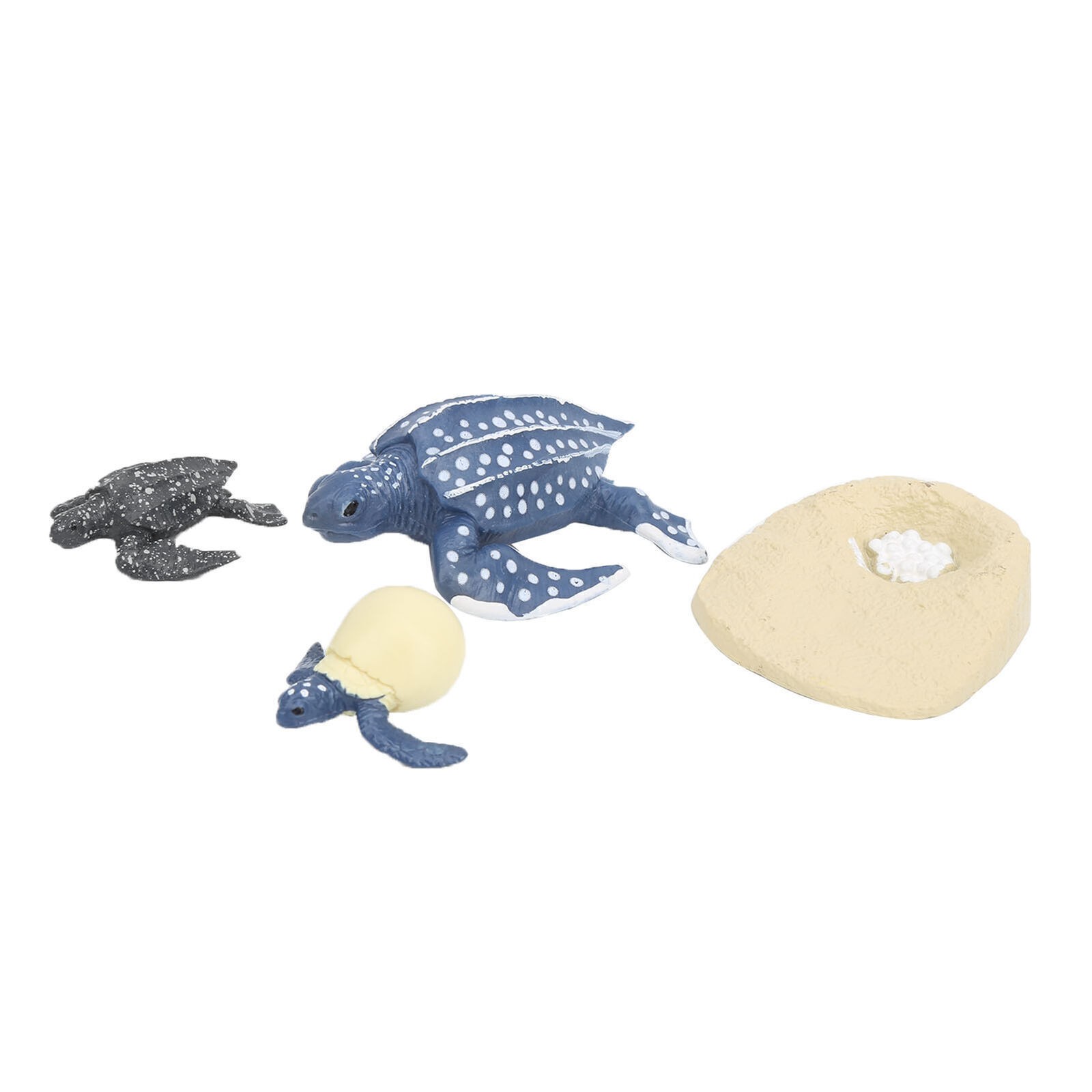 The Simulation Animal Model Sea Life Animals Life Cycle Cognitive Model