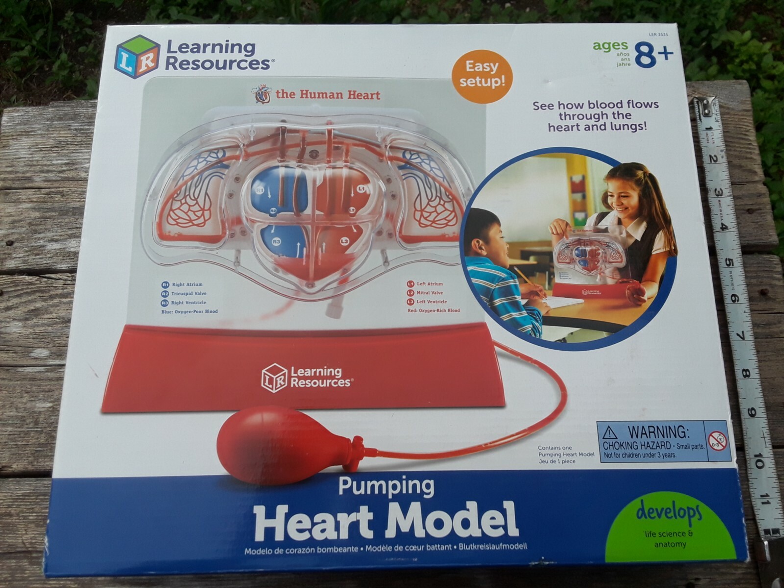 Learning Resources Pumping Heart Model