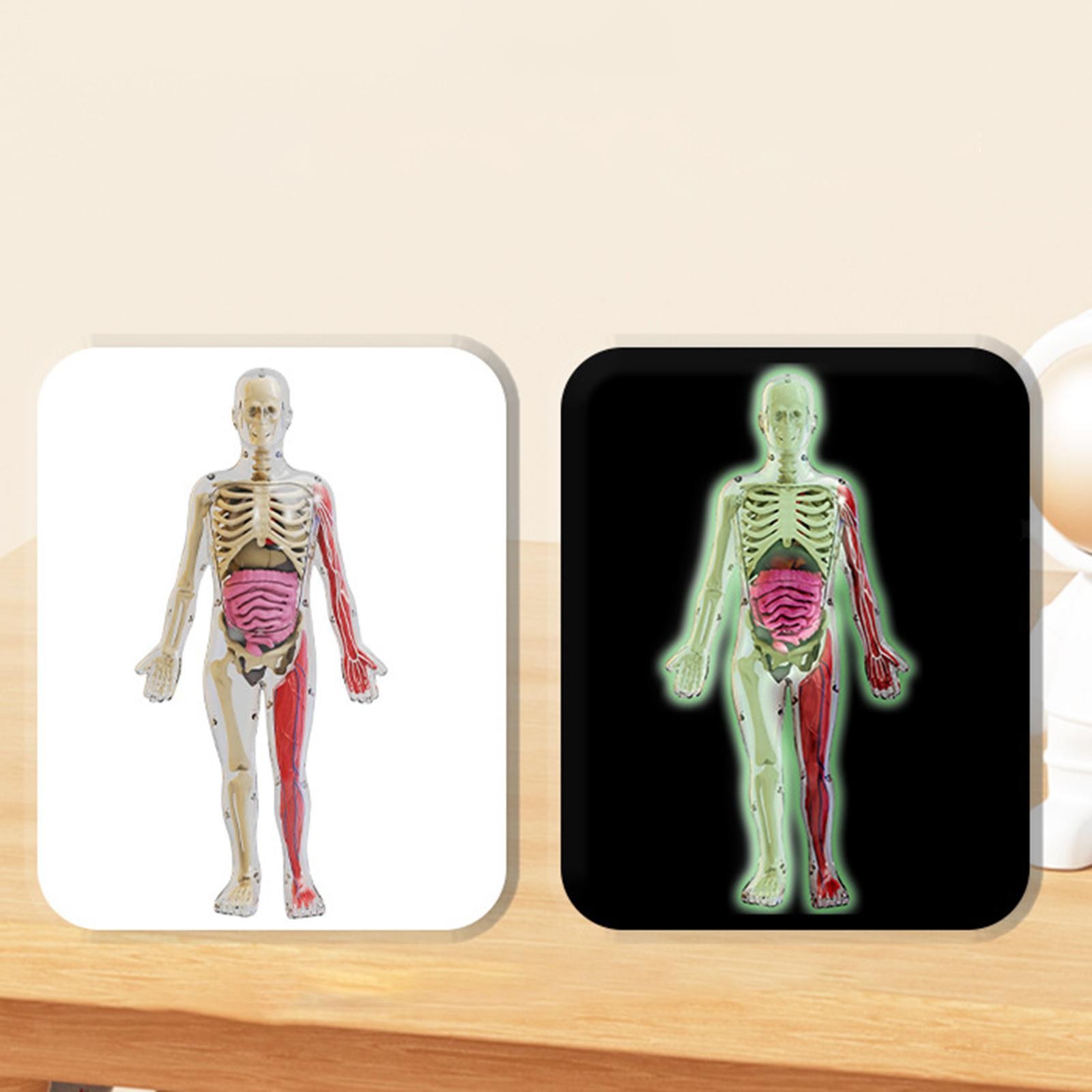 Human Body Puzzle Kits for Kids Model for Preschool Kids Child Teaching Aid