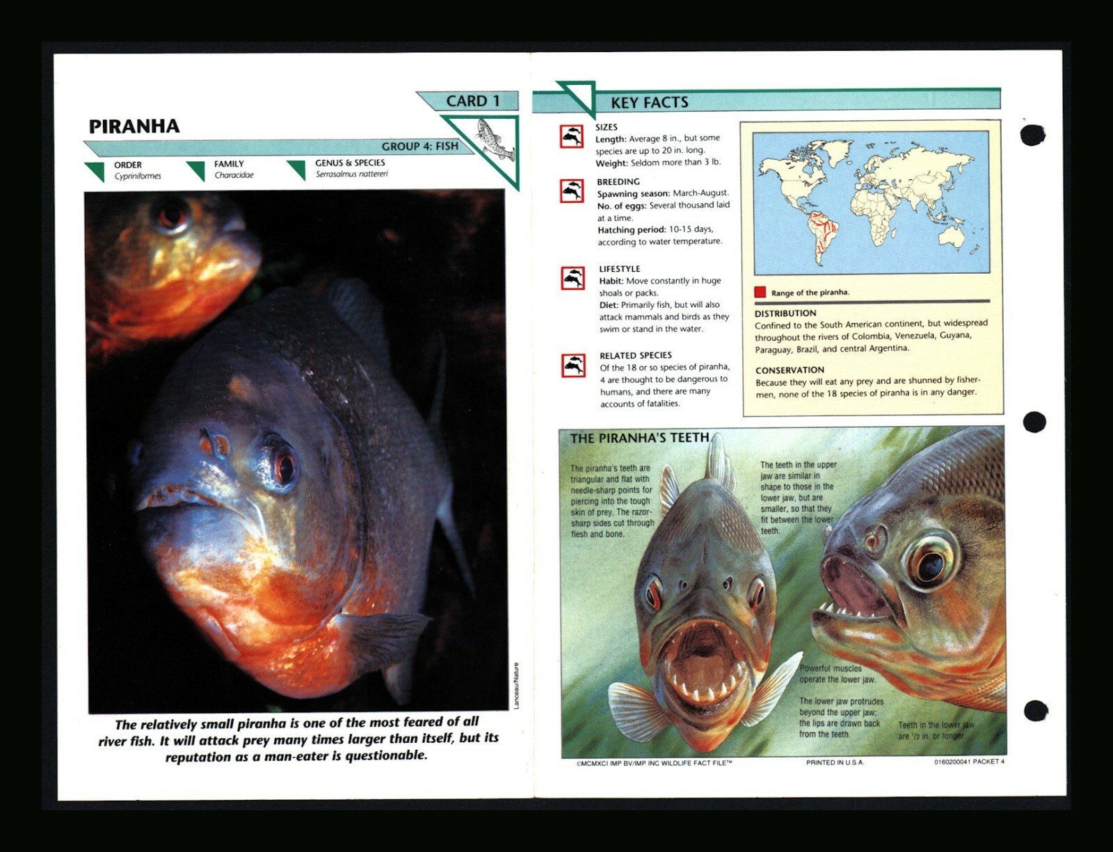 Piranha Wildlife Fact File Fish Animal Card Home School Study 4.1
