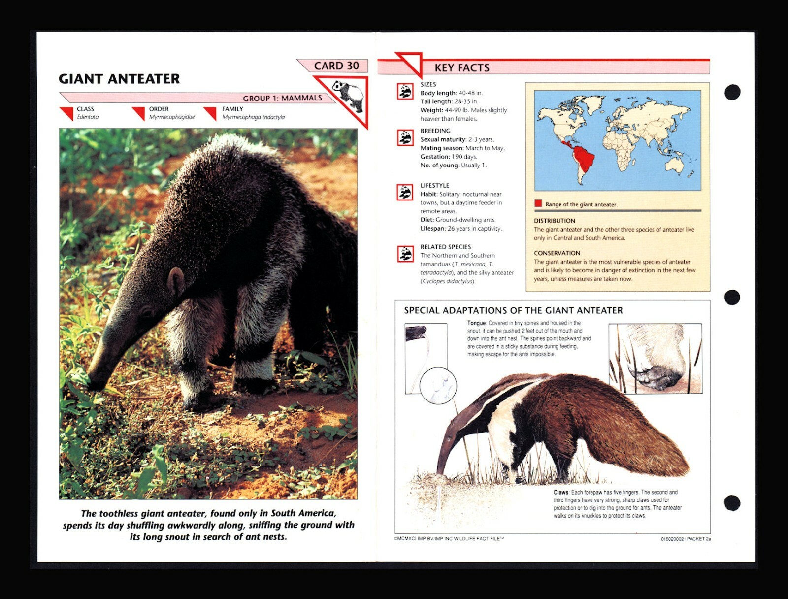 Giant Anteater Wildlife Fact File Mammals Animal Card Home School Study 1.30