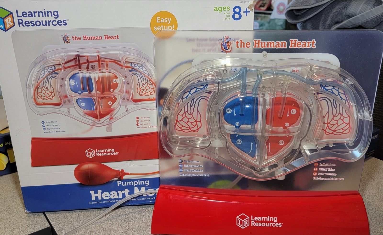 Learning Resources LER3535 Pumping Heart Model, Teaching Aid, Educational