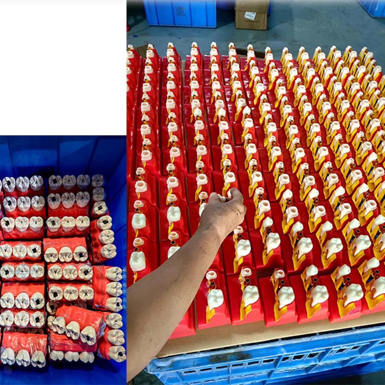 Sumulation Decay Tooth Model Educational Materials Removable Biology