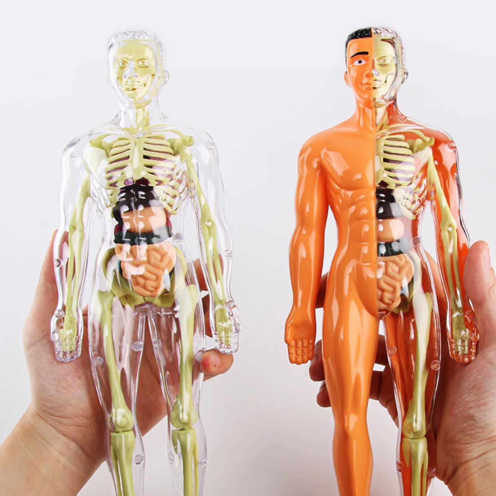 3D Human Body Anatomy Model DIY Skeleton Toy Removable Parts for Kid Aldult