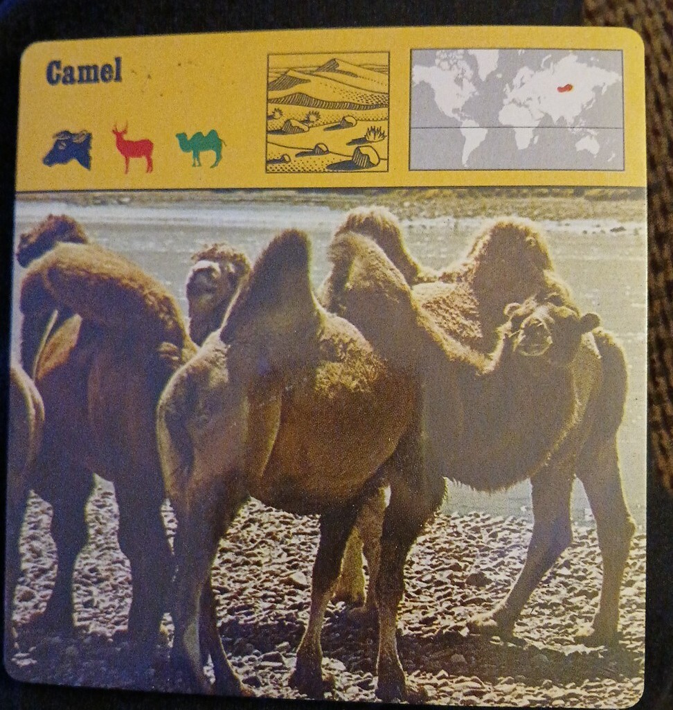Animal Flash Cards (1976)