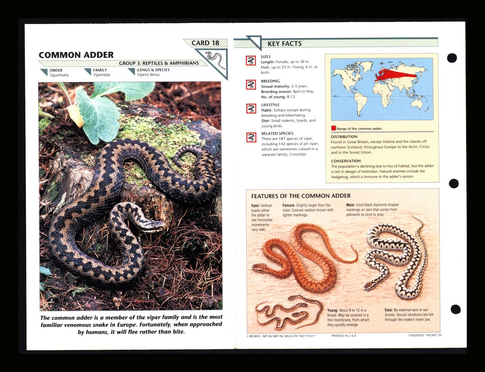 Common Adder Wildlife Fact File Reptile Animal Card Home School Study 3.18