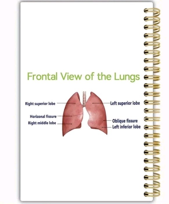 Study Guide Anatomy Structure Human Organs 3 Books Cover 5 Vital Organs Pictures