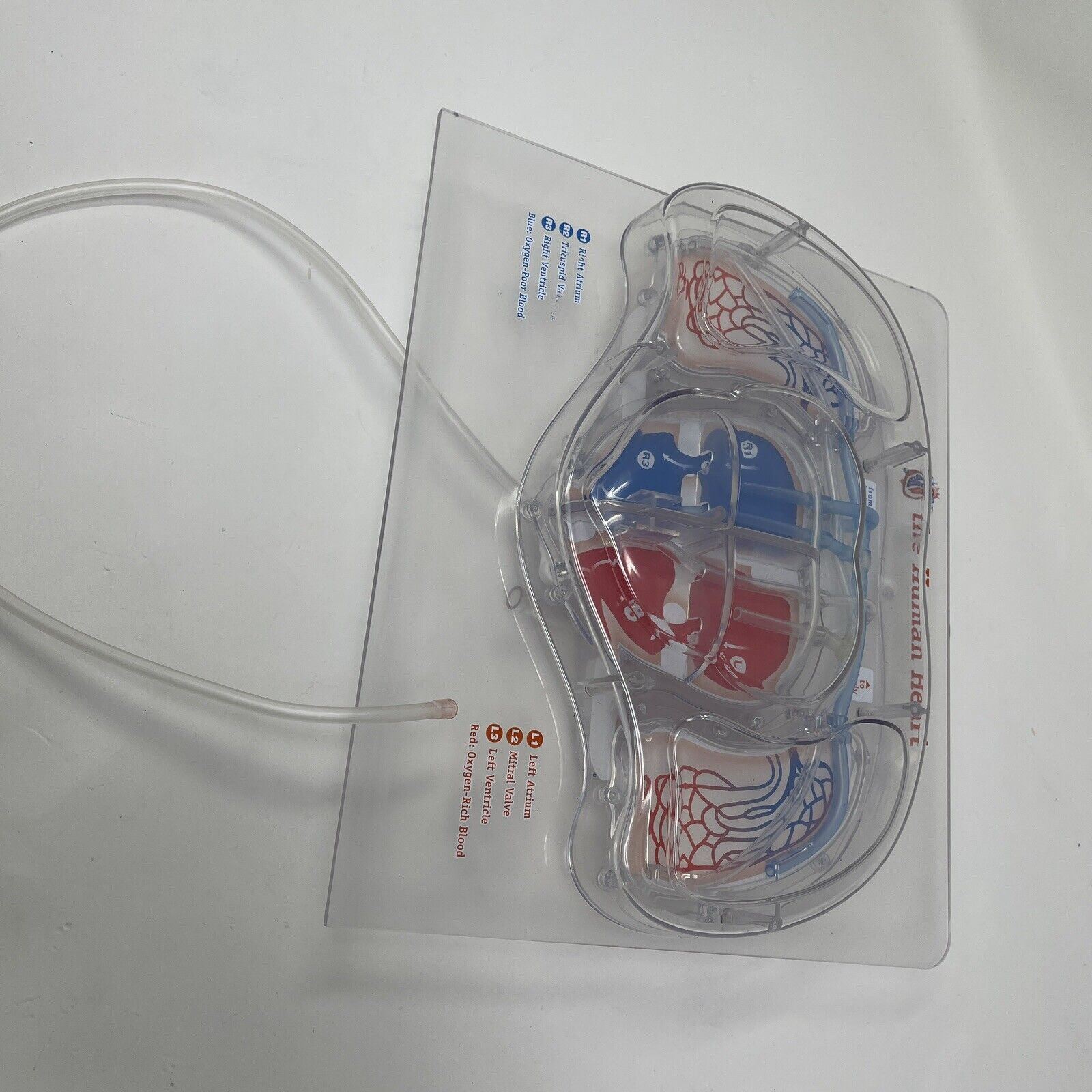 For Parts Learning Resources Teacher Education Biology Pumping Heart NO PUMP