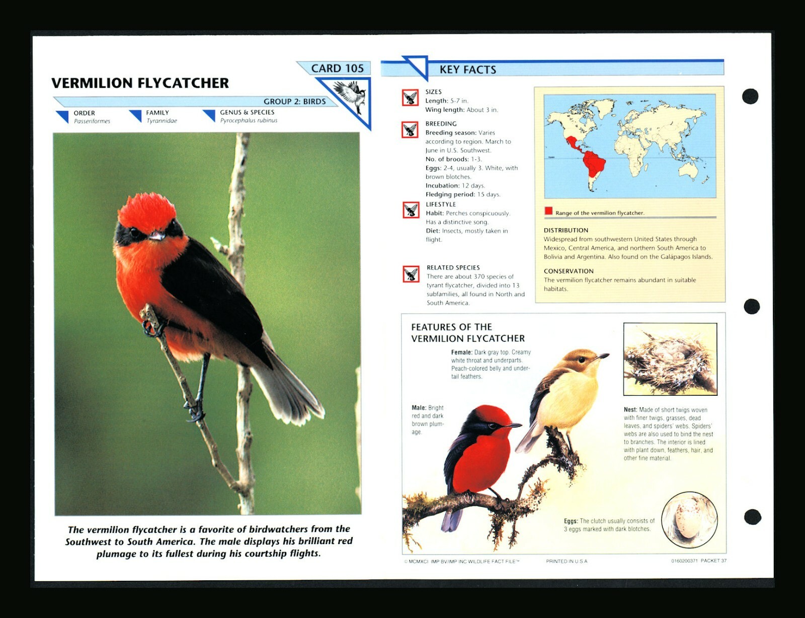 Vermilion Flycatcher WildLife Fact File Bird Animal Card Home School Study 2.105