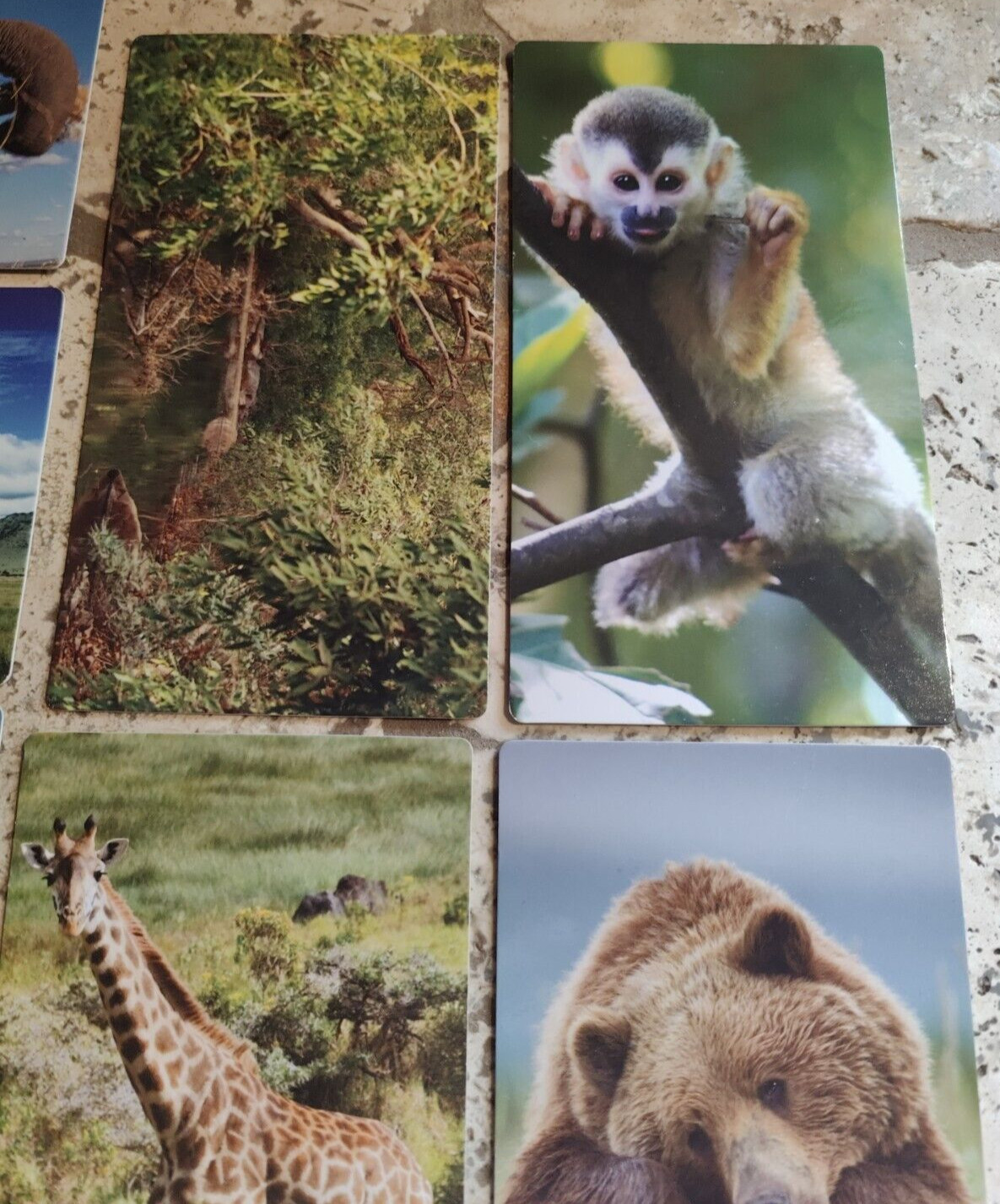 BABY EINSTEIN WILD ANIMAL SAFARI FLASH CARDS 8 CARDS SEE DESCRIPTION