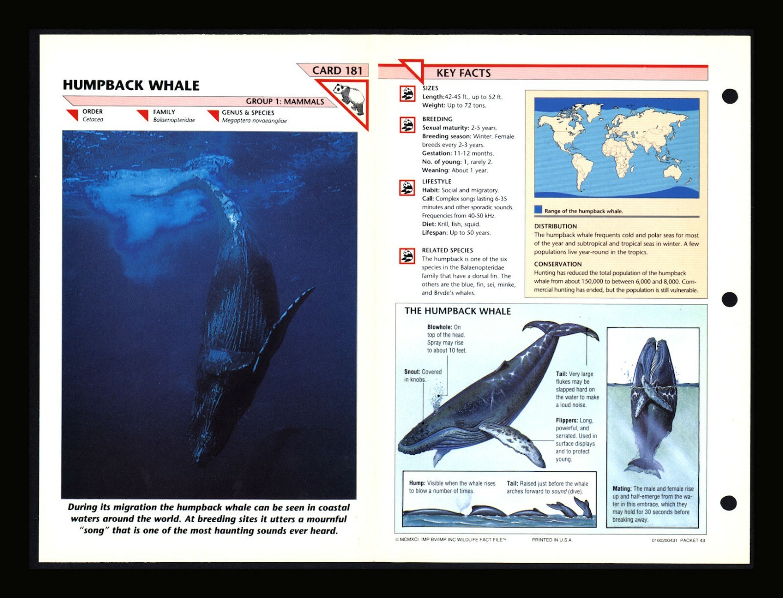 Humpback Whale Wildlife Fact File Mammal Animal Card Home School Study