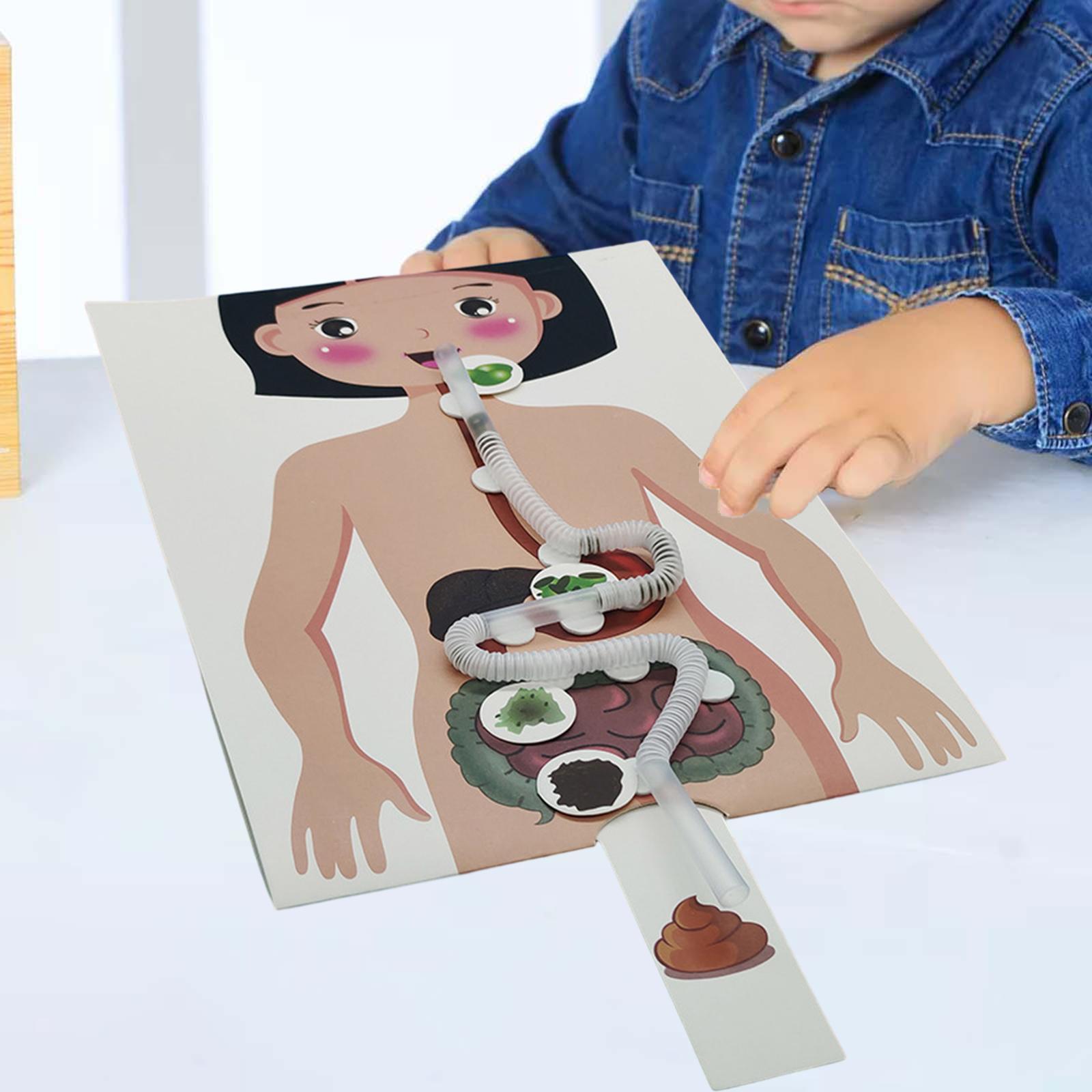 Human Digestive System Model, Human Body Parts, Early Education, 3D Puzzle for