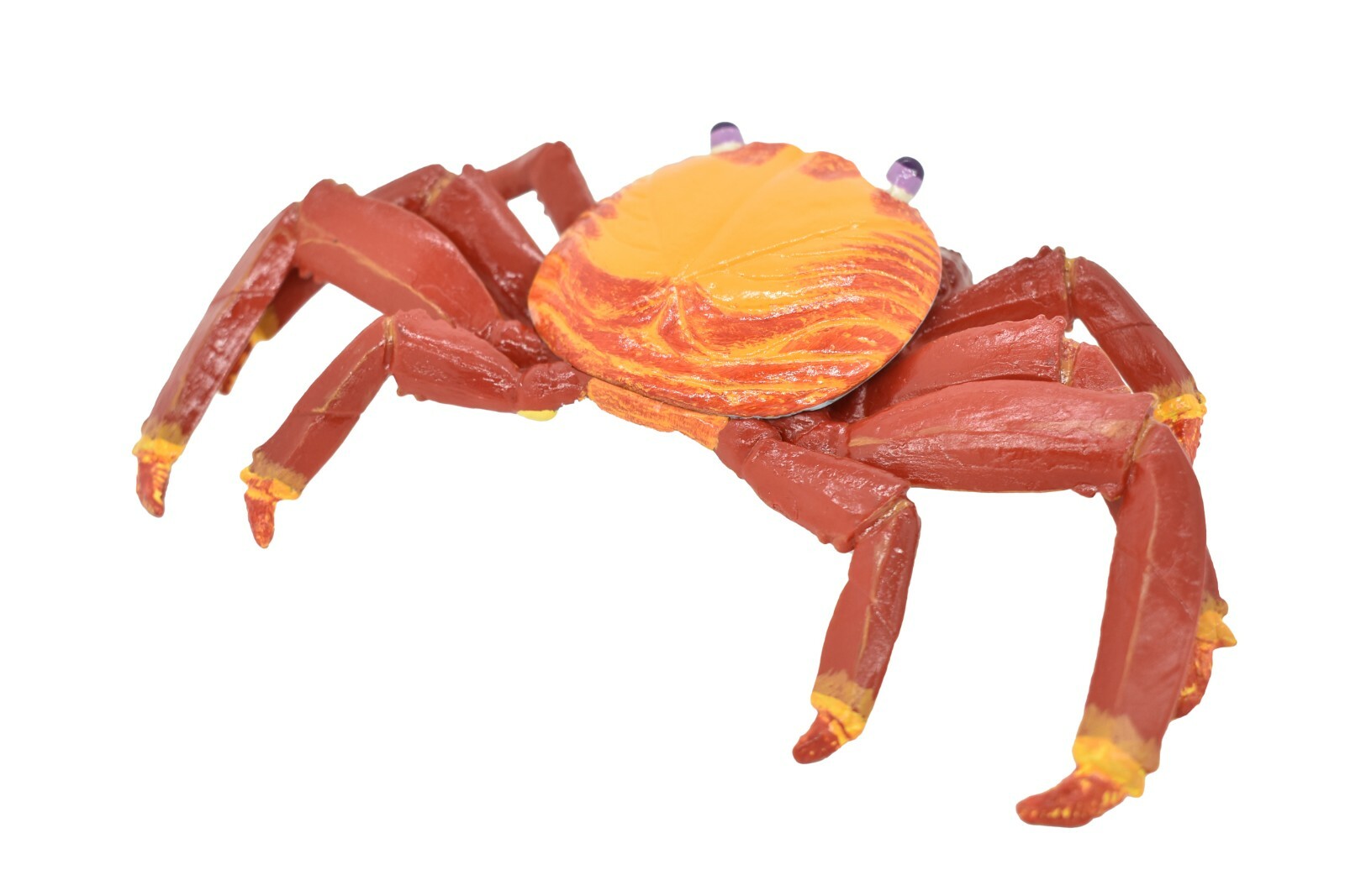 Crab Sally Lightfoot, Galapagos, Museum Quality Replica 7″ – F1769 B142