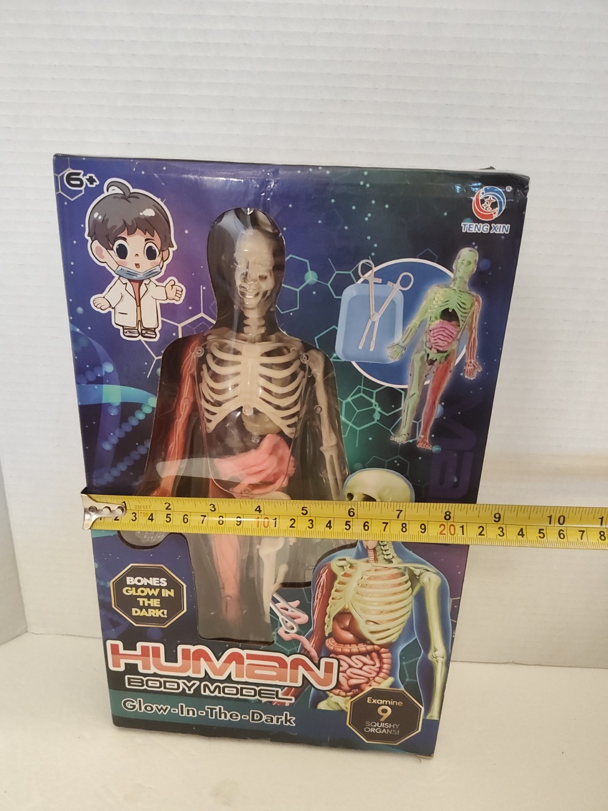 Human Body Model for Kids: Glow in The Dark Bones Interactive Science