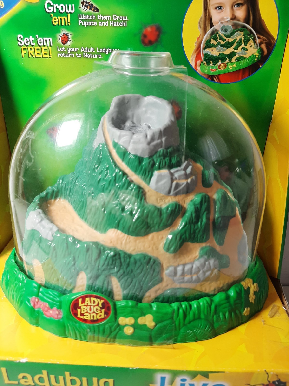 Insect Lore Real Ladybug Hatching Kit Live Ladybug Land 2100
