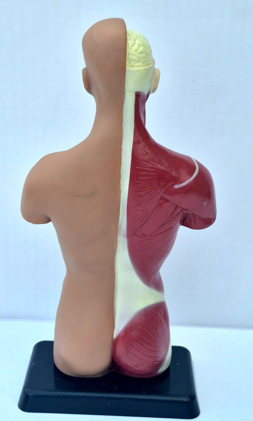 Human Anatomy Put Together Body Part Puzzle Internal Body Learning complete (B)