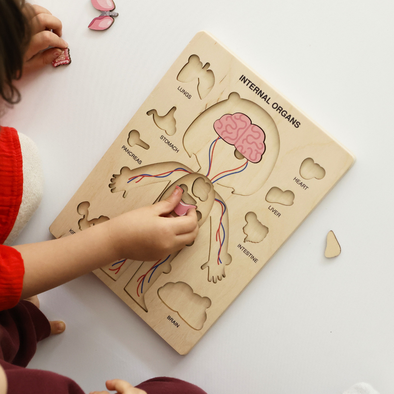 Montessori Wooden Human Body Puzzle – Organs & Stand, STEM Educational (Ages 3+)