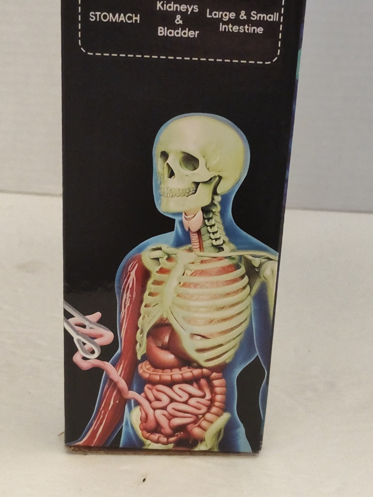 Human Body Model for Kids: Glow in The Dark Bones Interactive Science
