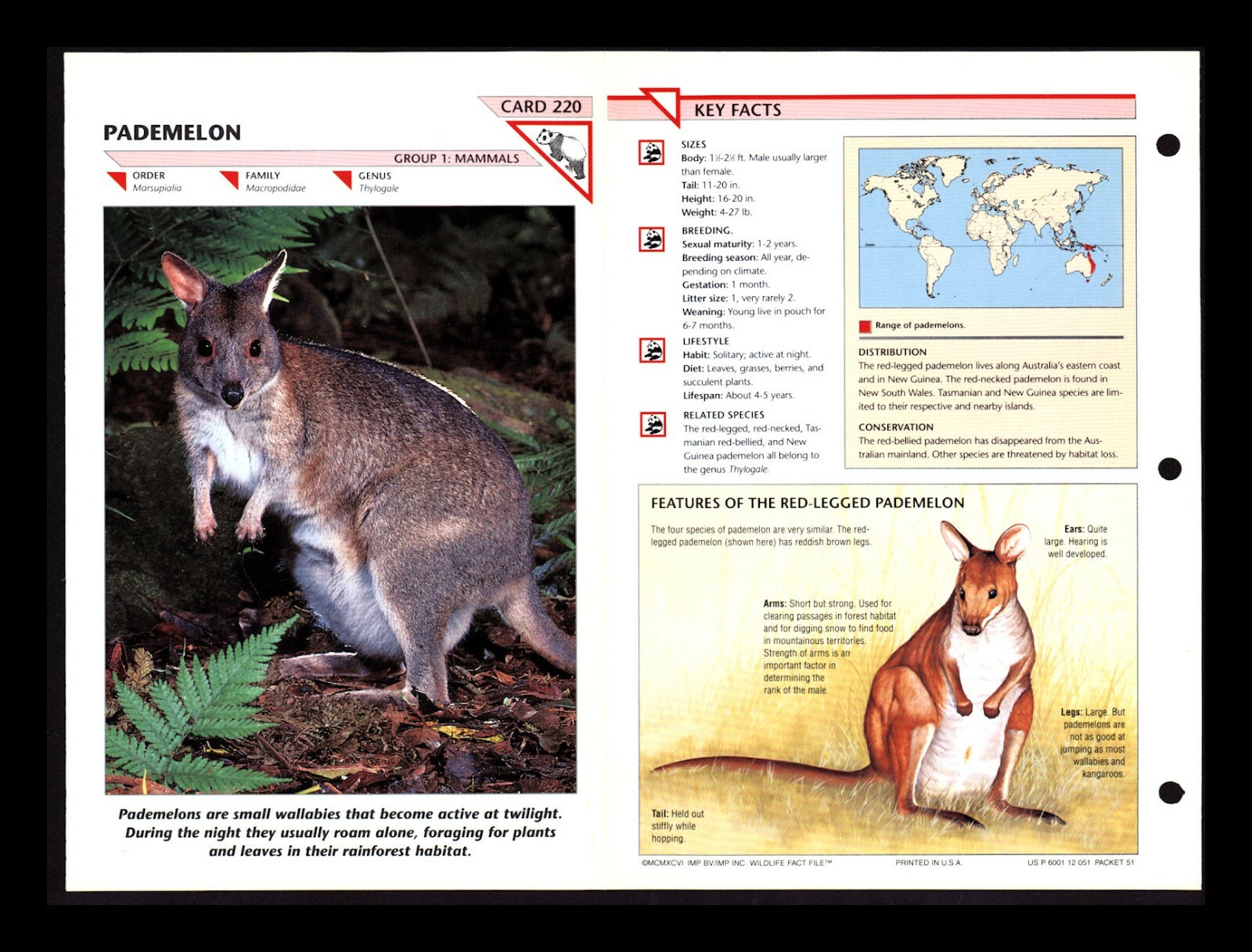 Pademelon Wildlife Fact File Mammal Animal Card Home School Study 1.220