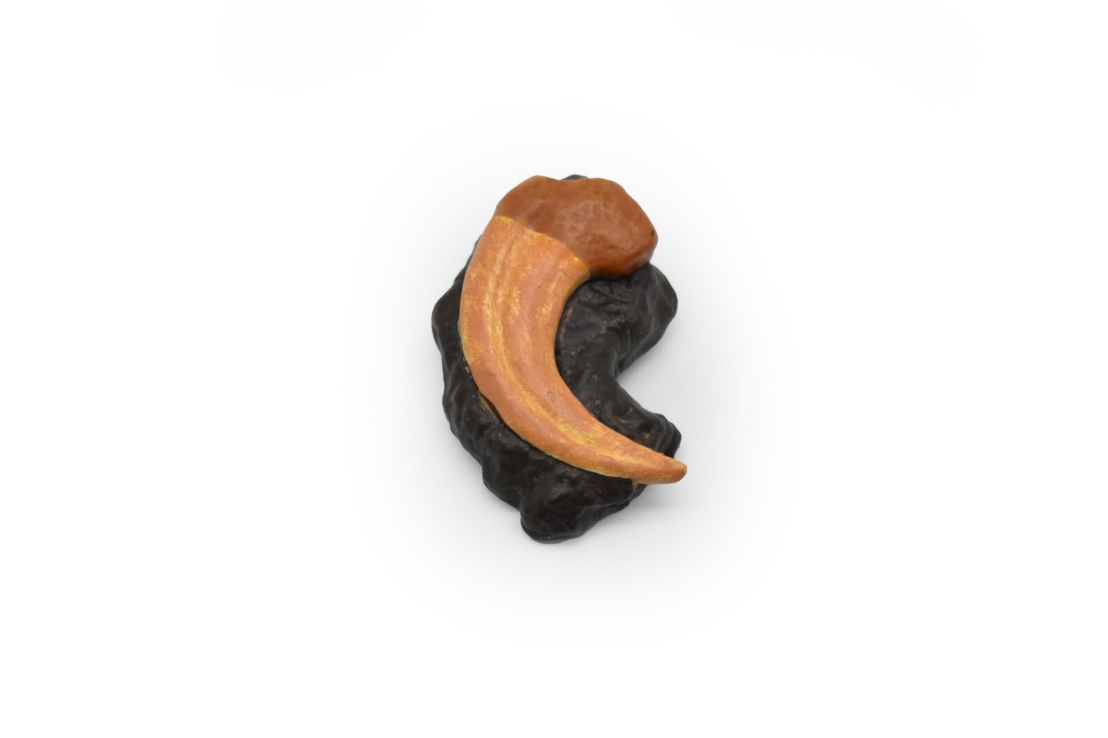 Velociraptor Dinosaur Claw Fossil Plastic Replica 1 3/4 inches long – F4105 B96