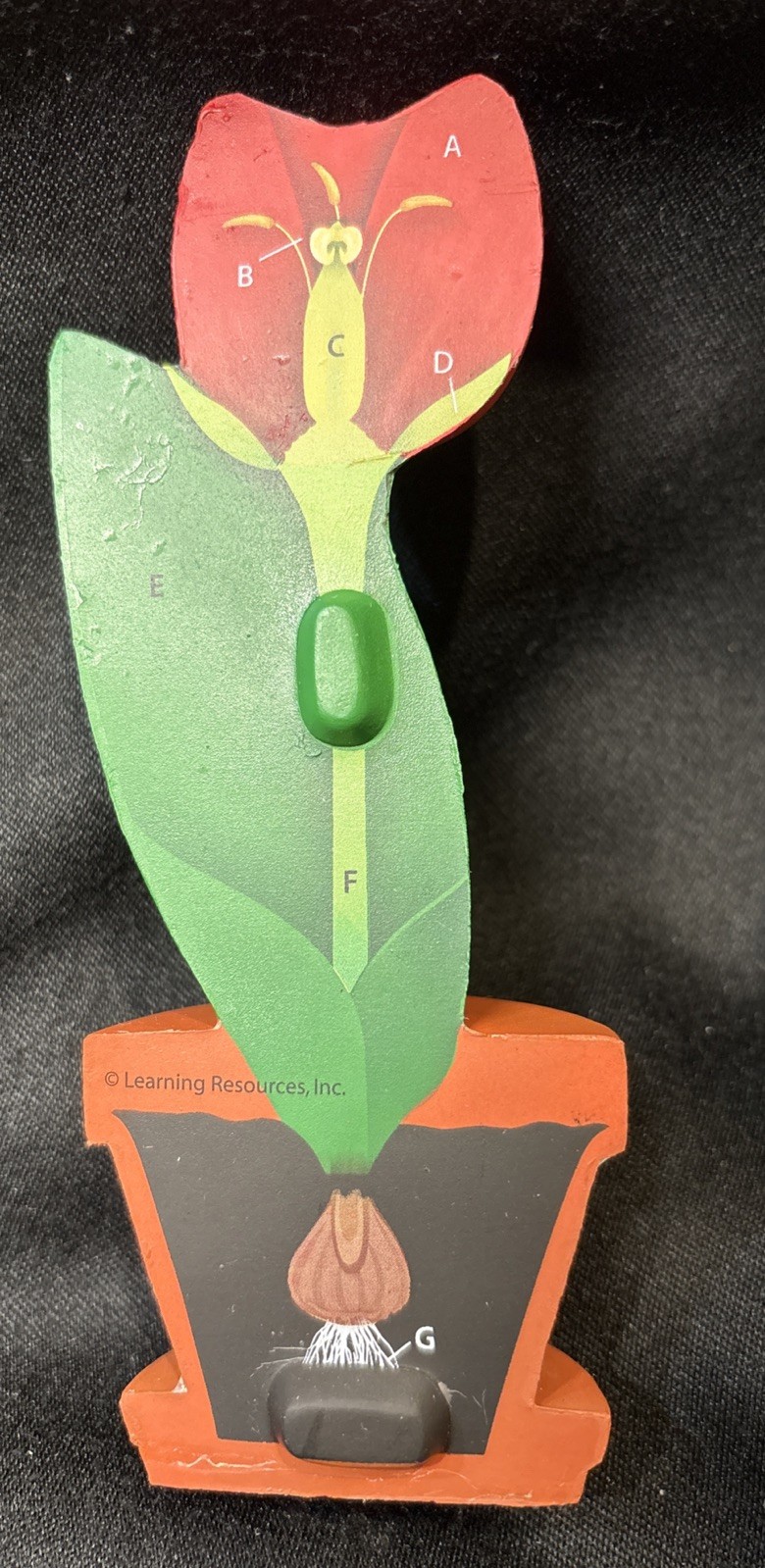 New Learning Resources Cross-Section Flower Model designed for biology education