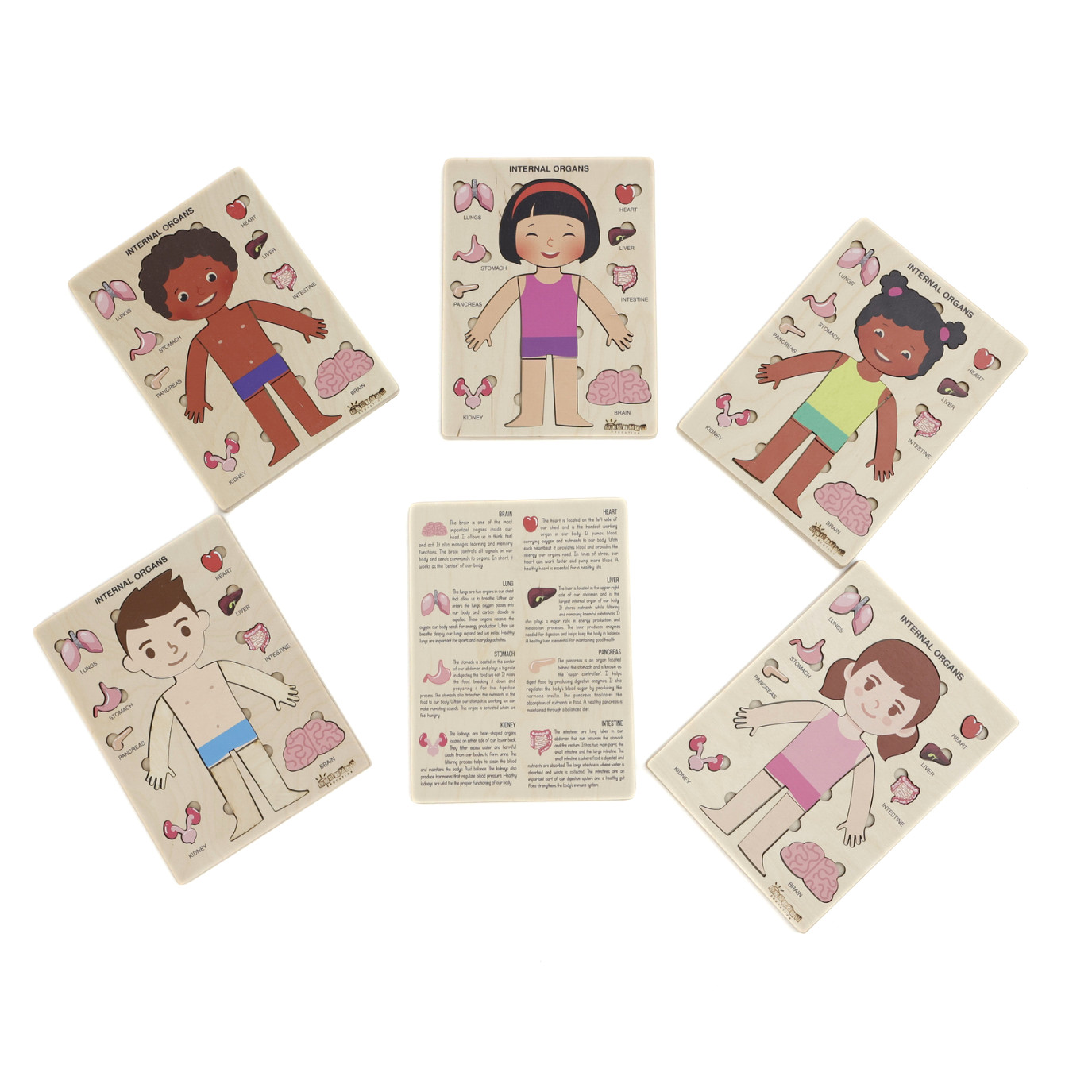 Montessori Wooden Human Body Puzzle – Organs & Stand, STEM Educational (Ages 3+)