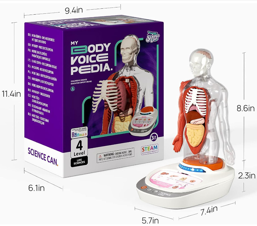 Human Body Model Educational Toy for Kid Interactive Human Anatomy Talking Model