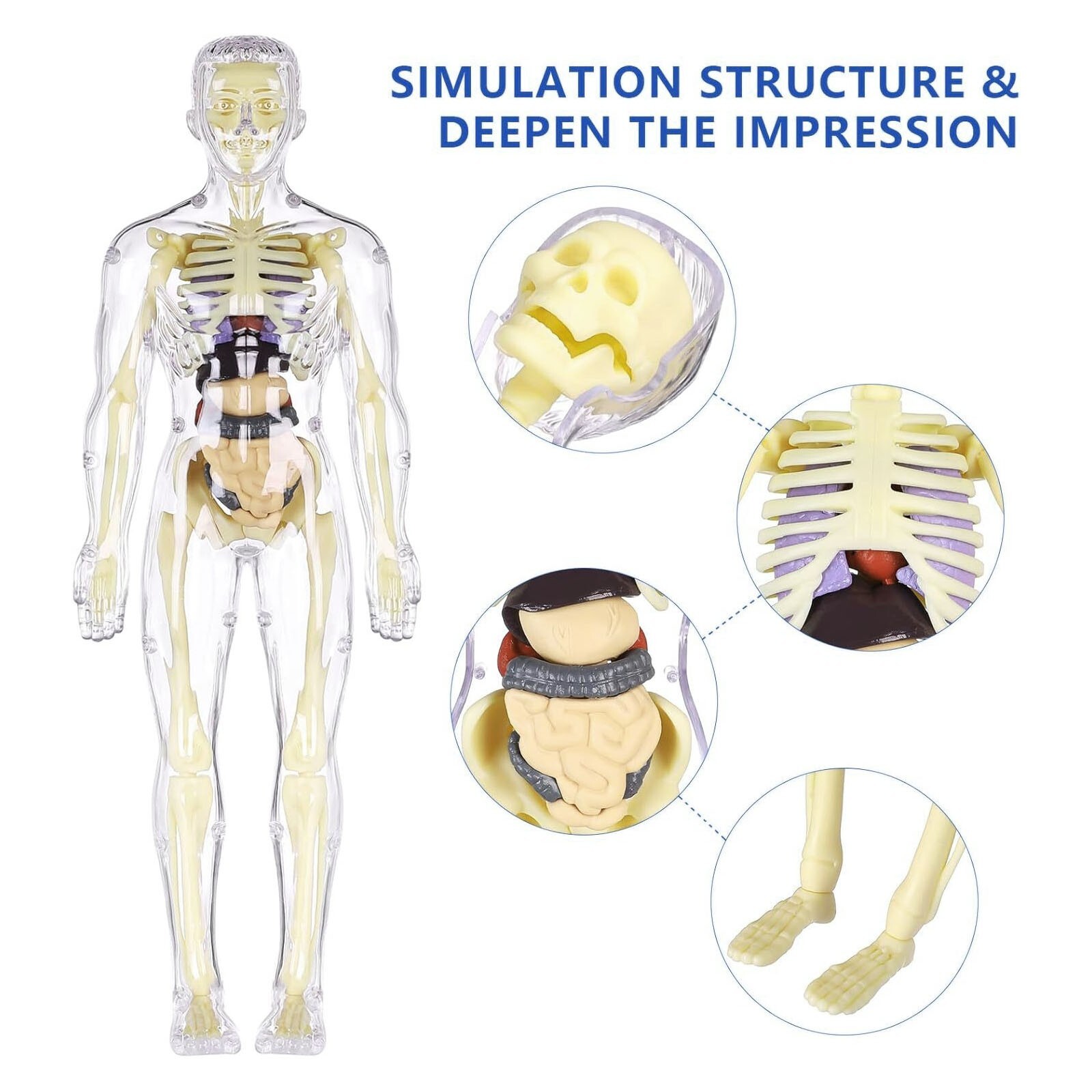 3D Human Body Anatomy Model Fully Transparent DIY for Kid Removable Skeleton Toy