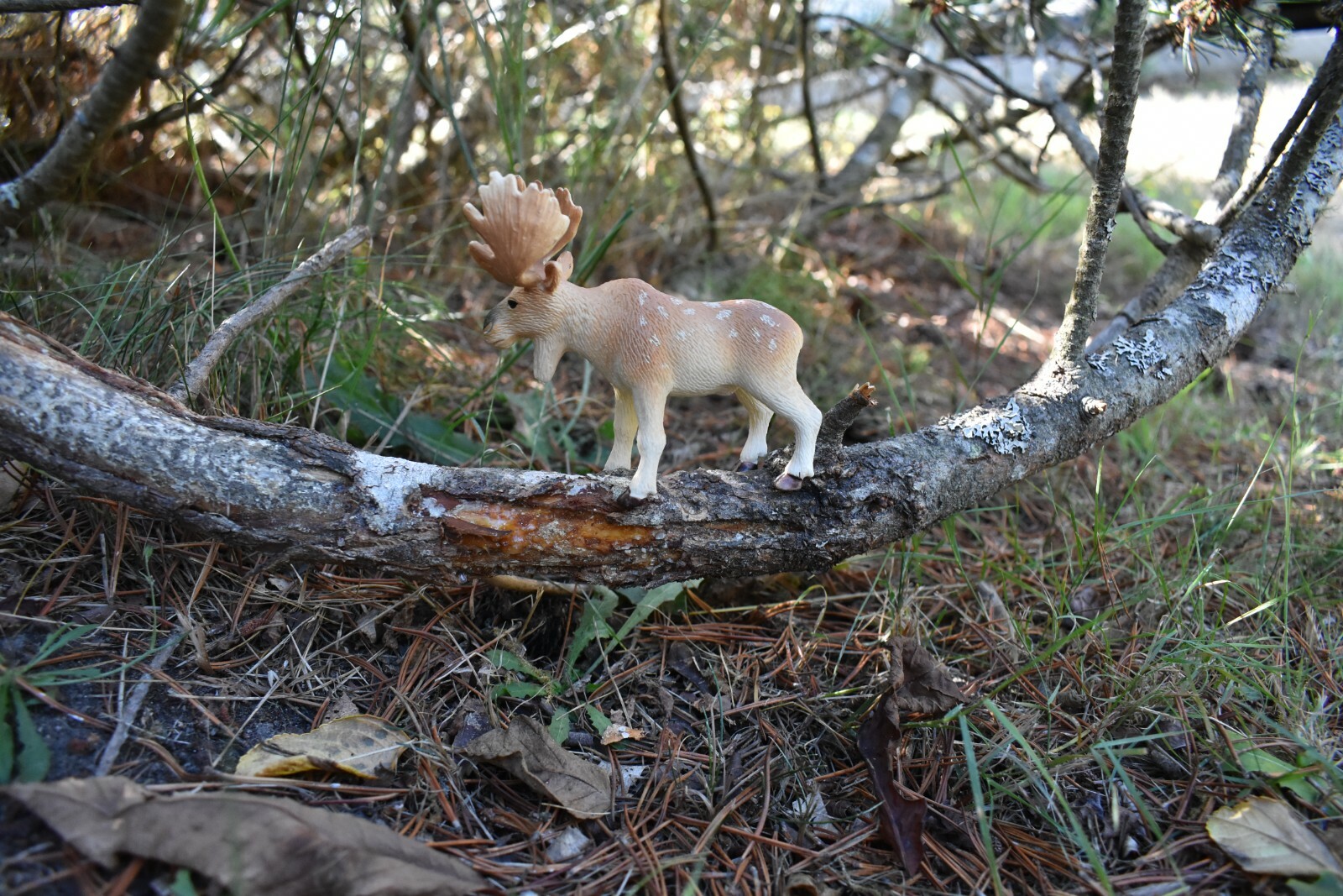 Moose Toy Model Plastic Replica Forest Animal, Kids Educational Gift 4.5″ OK09