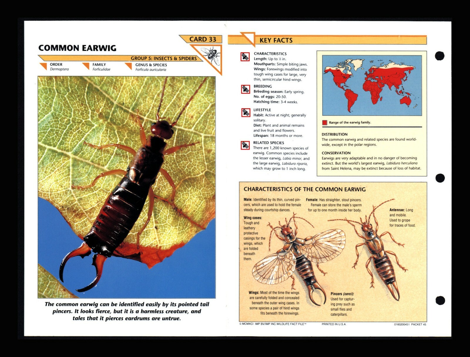Common Earwig Wildlife Fact File Insect & Spider Card Home School Study 5.33