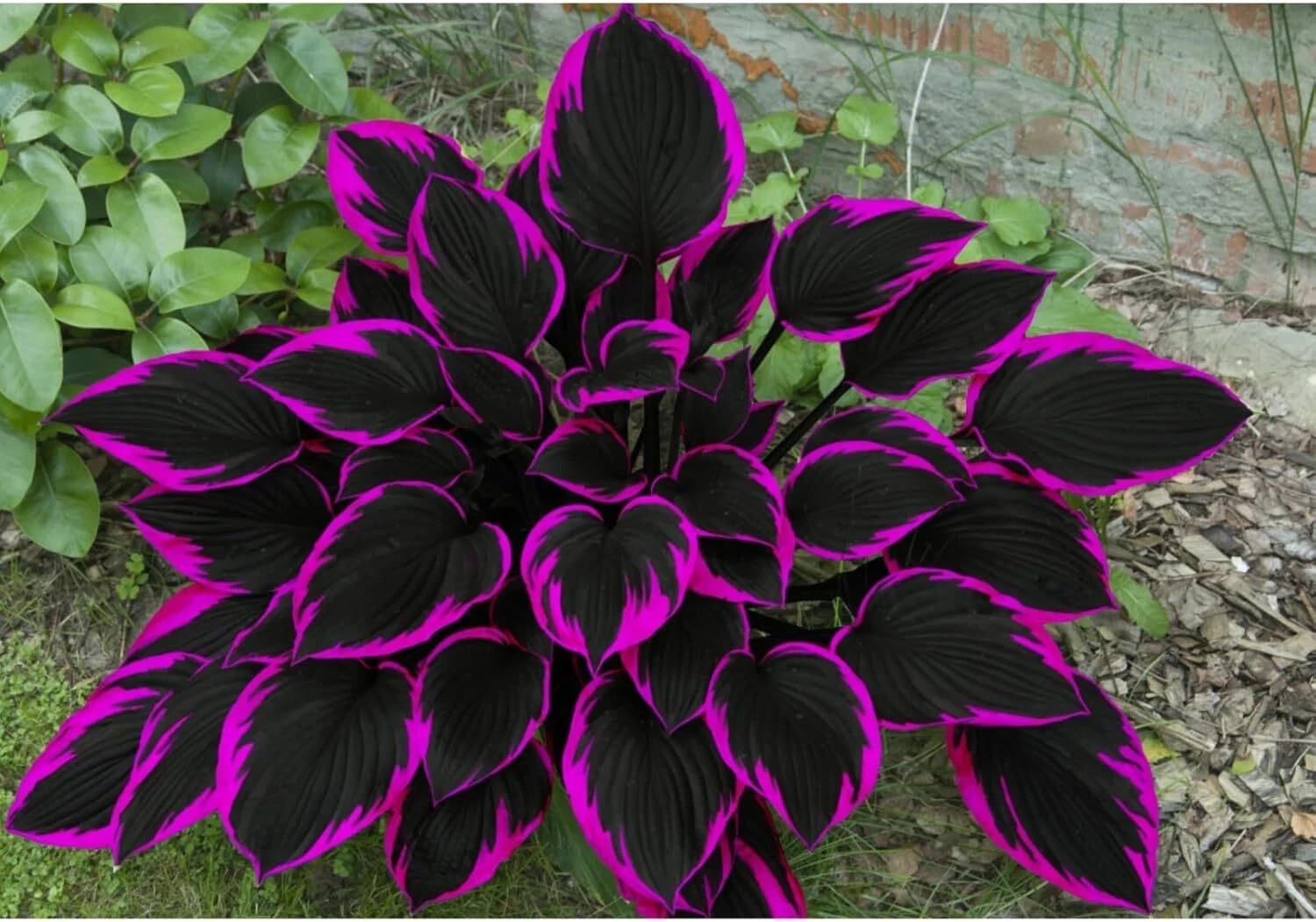 Black Pink Hosta Seeds for Planting Grow Easily Hosta Plant Seeds Low Maintenanc