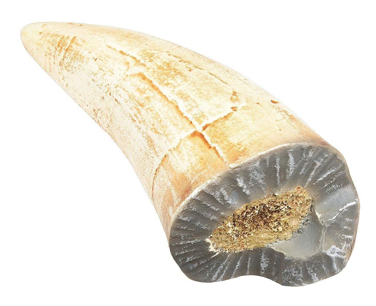 T-Rex Broken Tooth Educational Series Fossil Replica