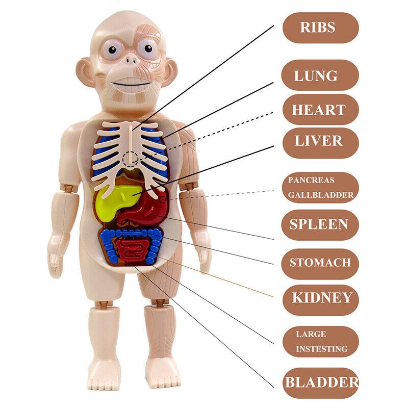 3d Puzzle Human Body Anatomy Educational Learning DIY Assembled Toy Gift