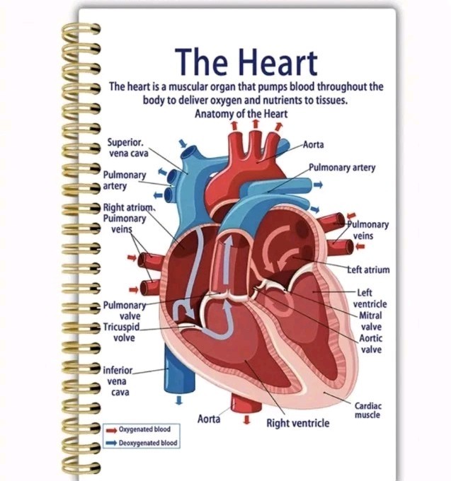 Study Guide Anatomy Structure Human Organs 3 Books Cover 5 Vital Organs Pictures