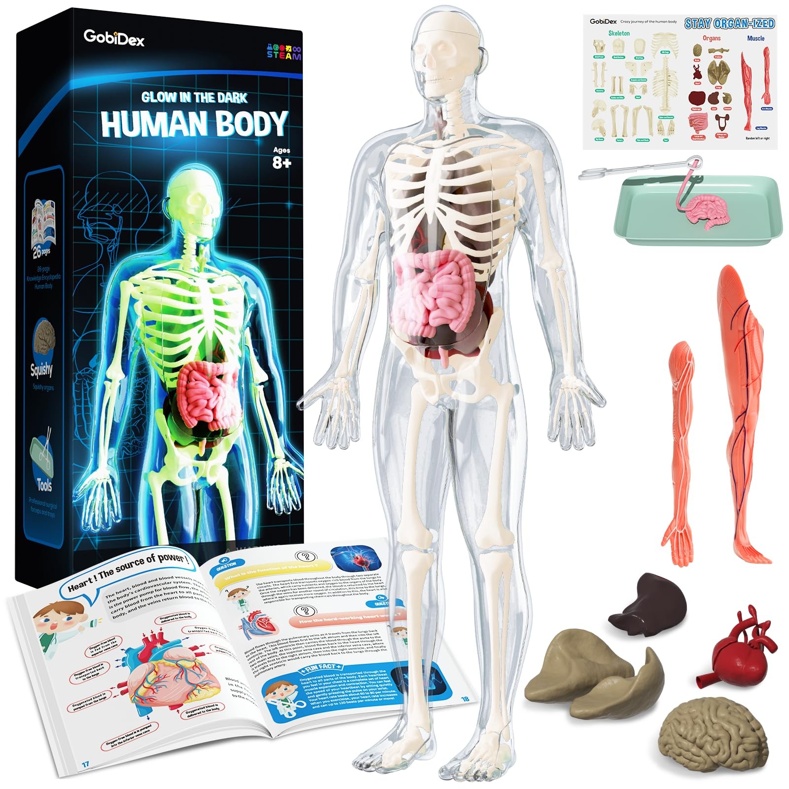 GobiDex Human Body Skeleton Model Kits, 12.9 x 5.71 inches, Glow in the Dark