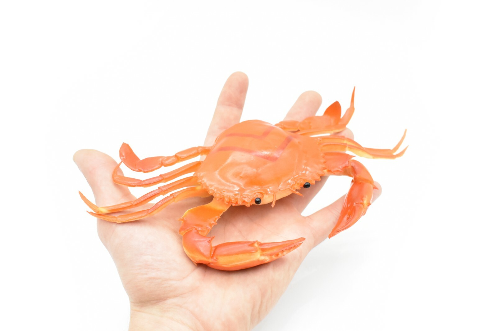 Crab orange and brown Very Nice Rubber Replica with squeak 8″ – F1680 B98