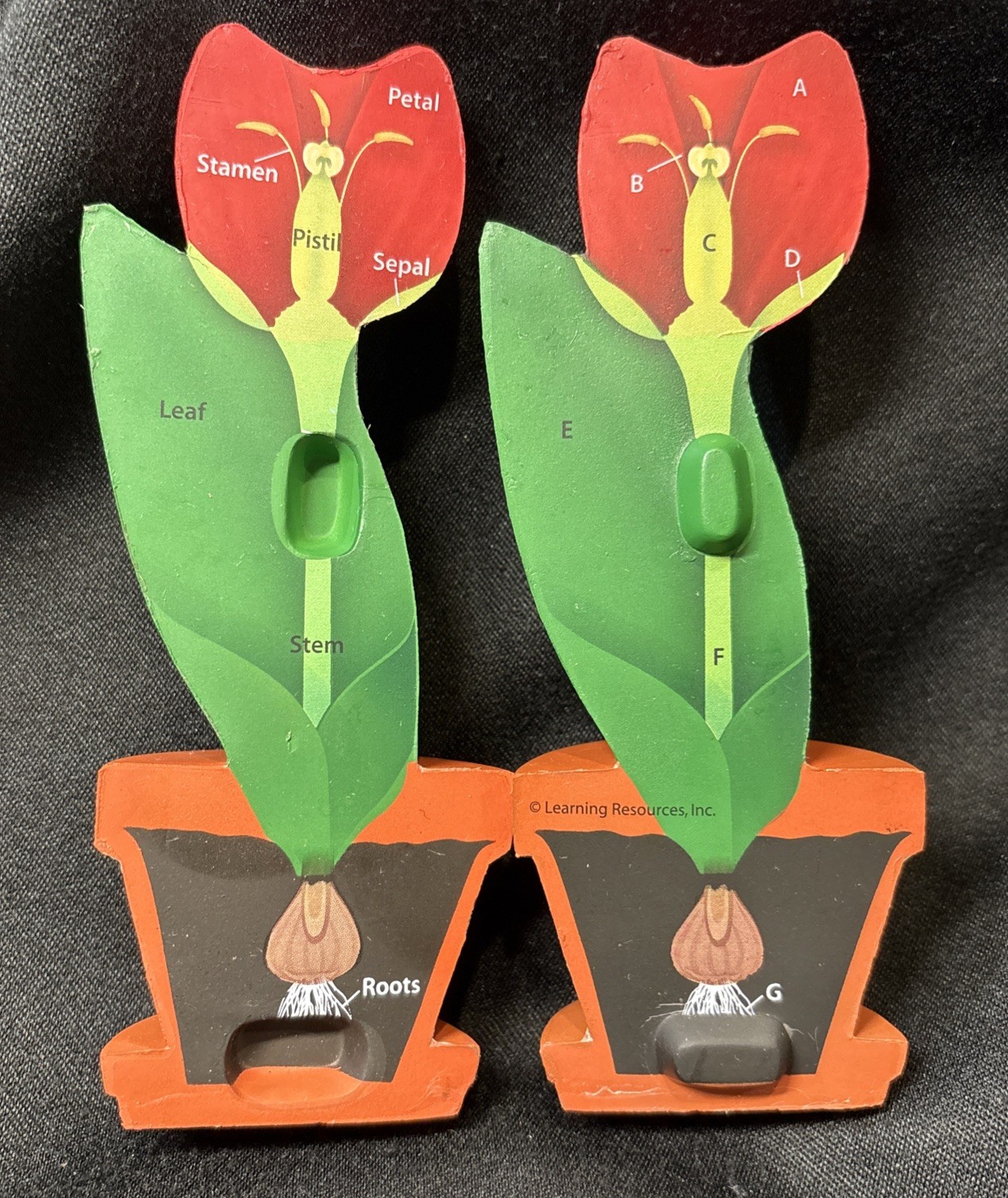 New Learning Resources Cross-Section Flower Model designed for biology education