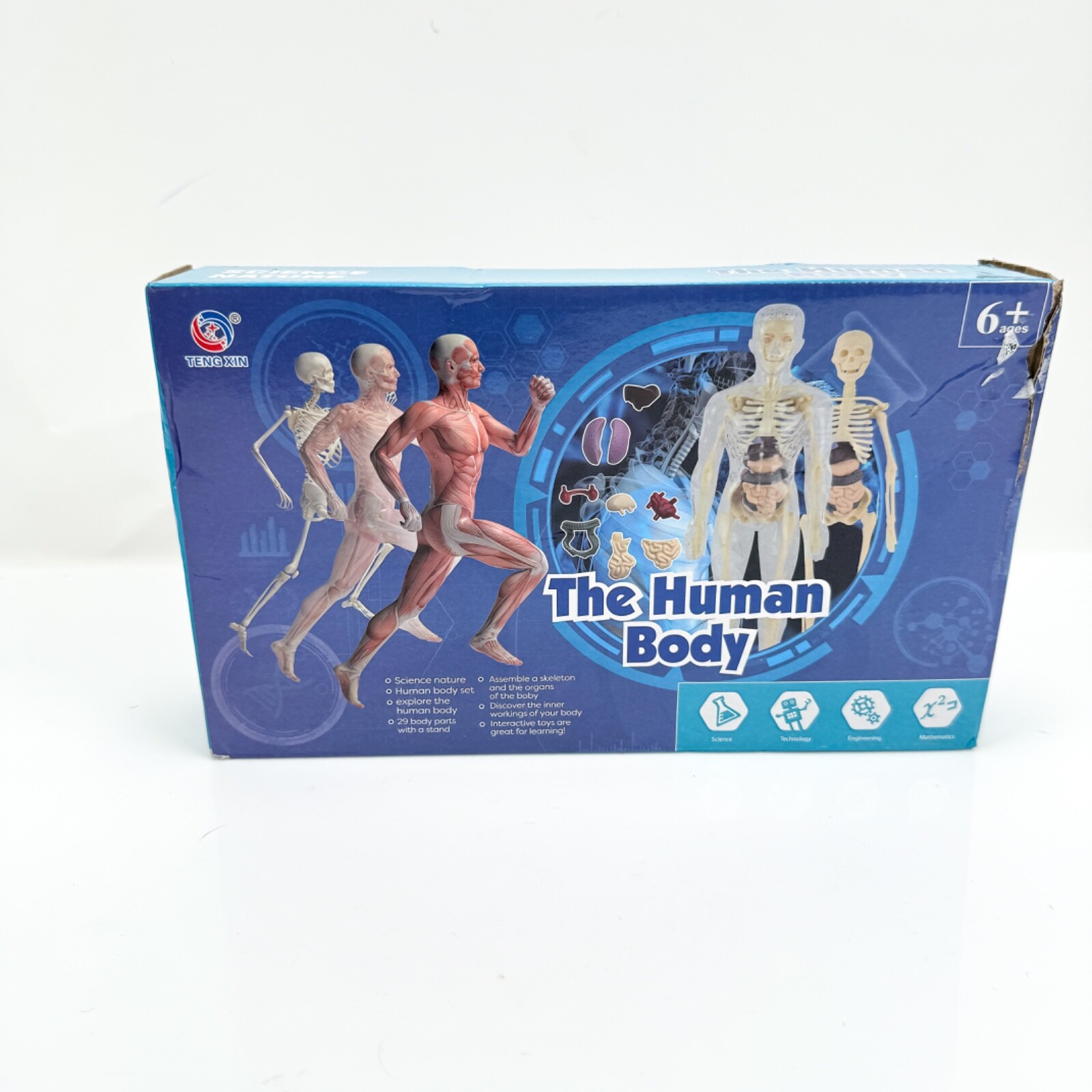 The Human Body 3D Anatomy Model For Children Torso Body Anatomy Transparent NEW