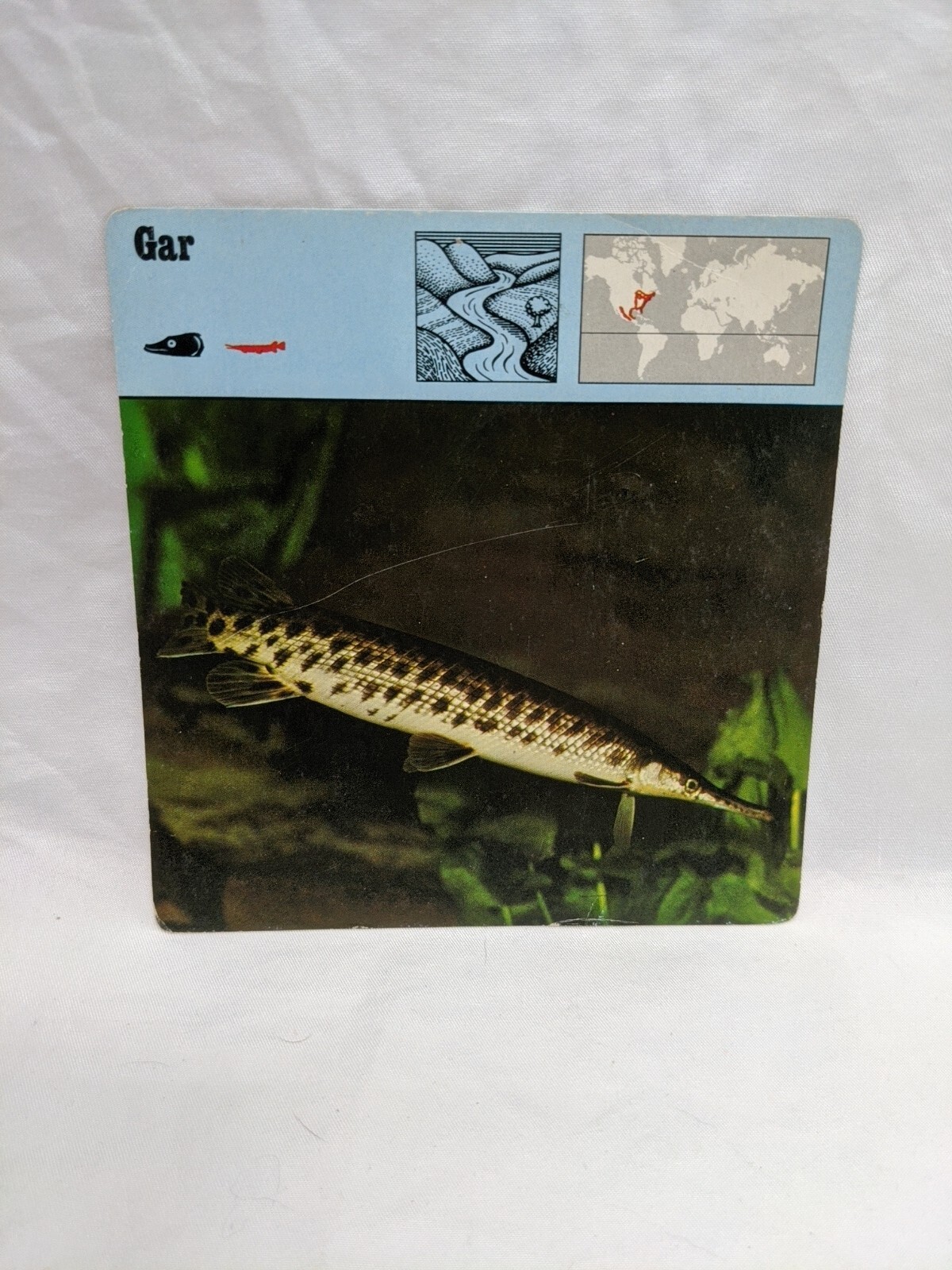 Lot Of (10) 1975 Rencontre Bony Fishes 1 Education Cards