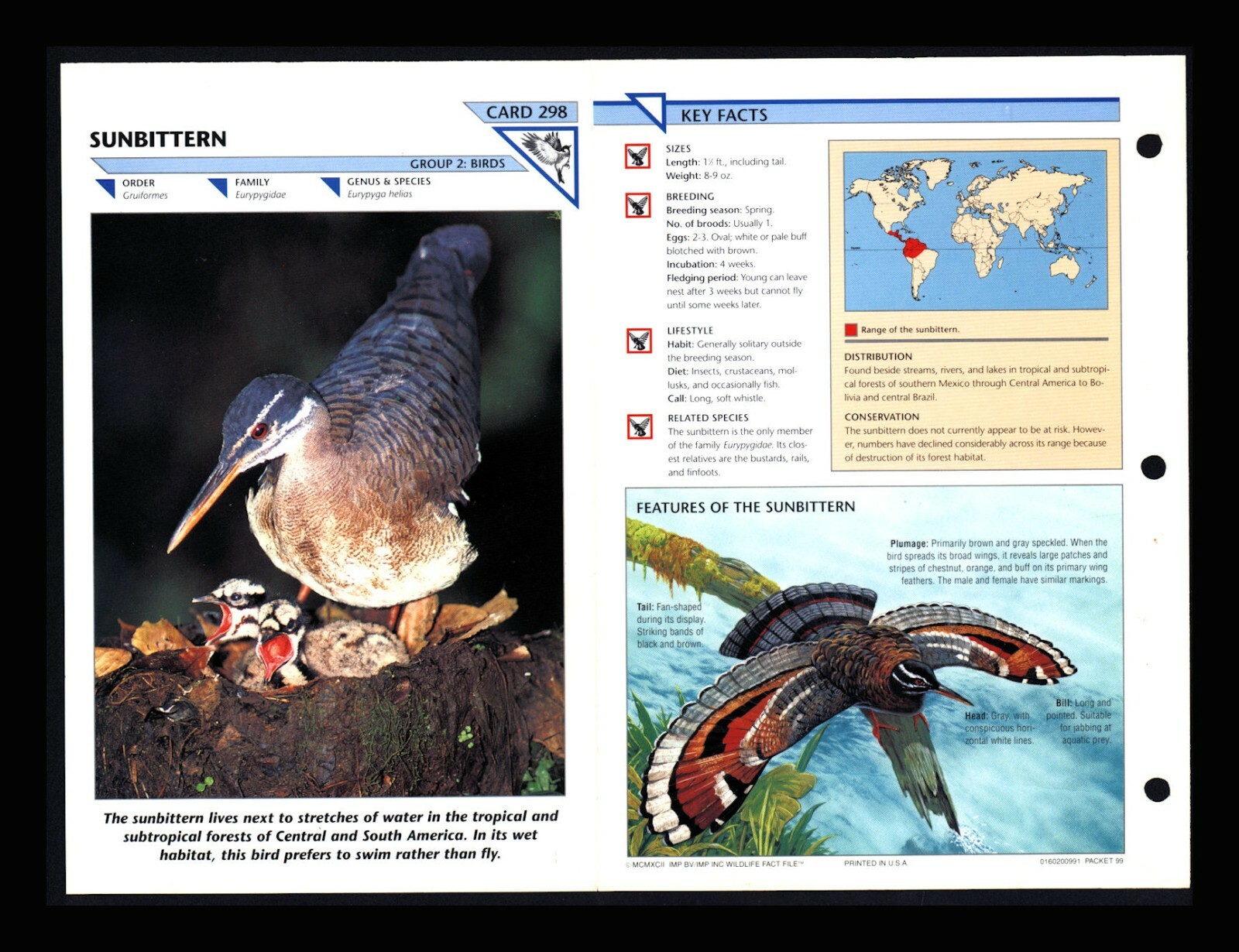 Sunbittern Wild Life Fact File Bird Animal Card Home School Study 2.298